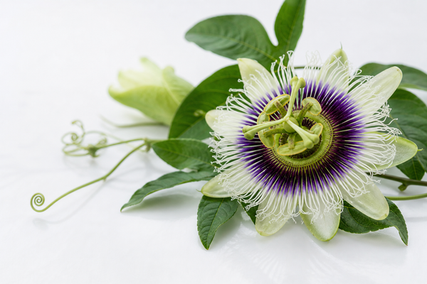 SIVI 西番連